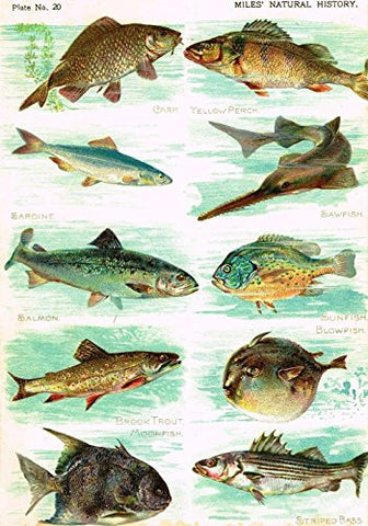 Miles's Natural History - "Sawfish, Trout, Bass, Sunfish" - Chromolithograph - 1895