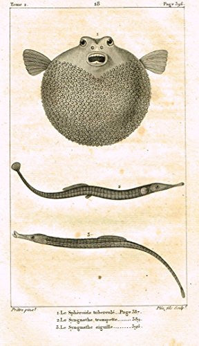 De Lacepede's L'Histoire Naturelle - BLOW FISH - Copper Engraving - 1825