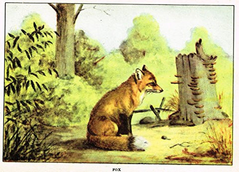 Seton's Northern Animals - "FOX" - Lithograph - 1909