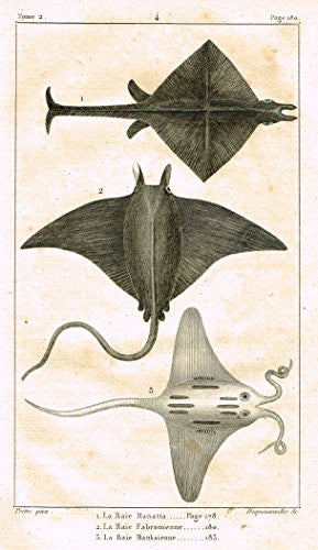 De Lacepede's L'Histoire Naturelle - MANTA RAY - Copper Engraving - 1825