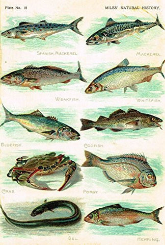 Miles's Natural History - "Crab, Porgy, Mackeral, Codfish" - Chromolithograph - 1895