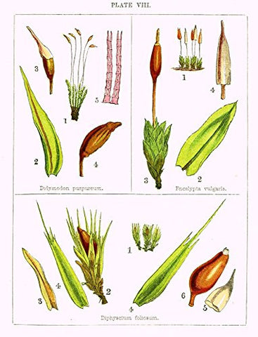 Stark's British Mosses - ENCALYPTA VULGARIS - Chromolithograph - 1860