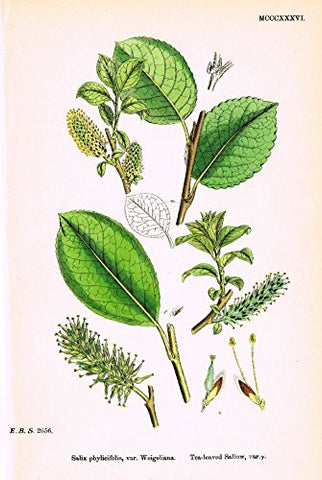 Sowerby's English Botany - "TEA-LEAVED SALLOW Y" - Hand-Colored Litho - 1873