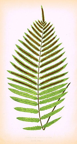 Lowe's Ferns - "BLECHNUM SERRULATUM" - Chromolithograph - 1856
