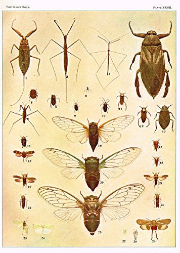Howard's The Insect Book - "BUGS, LEAF-HOPPERS AND CICADAS" - Lithograph - 1902