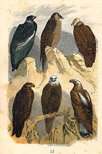 Buffon's Birds - "CONDOR, GEYER, VULTURE, EAGLE, OWL ETC." - Chromolithograph - 1869