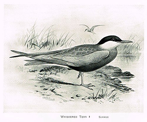 Frowhawk's British Birds - "WHISKERED TERN - SUMMER" - Lithograph - 1896