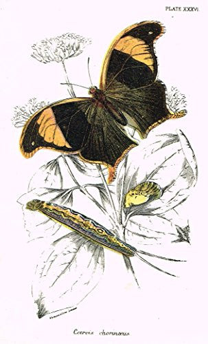 Kirby's Butterfies & Moths - "COEROIS - Plate XXXVI" - Chromolithogrpah - 1896