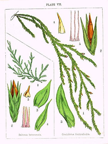 Stark's British Mosses - DALTONIA HETEROMALA - Chromolithograph - 1860