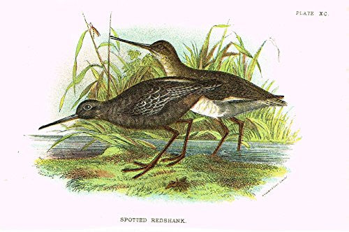 Lloyd's Natural History - "SPOTTED REDSHANK" - Pl. XC - Chromolithograph - 1896