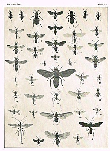 Howard's The Insect Book - WASPS, ANTS & ICHNEUMON FLIES - PLATE VIII - Lithograph - 1902