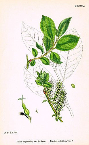 Sowerby's English Botany - "TEA-LEAVED SALLOW O" - Hand-Colored Litho - 1873