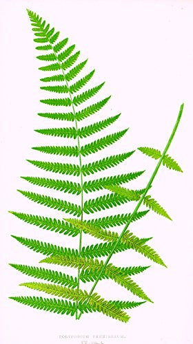 Lowe's Ferns - "POLYPODIUM PENNIGERUM" Chromolithograph - 1856