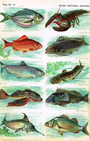 Miles's Natural History - "Lobster, Seabass, Goldfish" - Chromolithograph - 1895