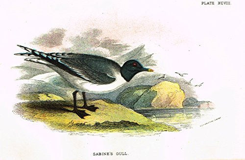 Lloyd's Natural History - "SABINE'S GULL" - Pl. XCVIII - Chromolithograph - 1896