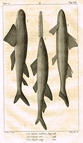 De Lacepede's L'Histoire Naturelle - SAWTOOTH SHARK - Copper Engraving - 1825