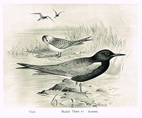 Frowhawk's British Birds - "BLACK TERN - SUMMER" - Lithograph - 1896