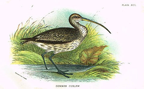 Lloyd's Natural History - "COMMON CURLEW" - Pl. XCII - Chromolithograph - 1896