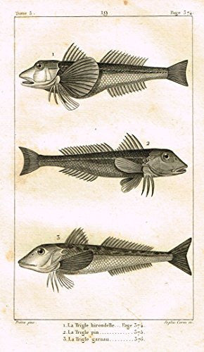 De Lacepede's L'Histoire Naturelle - LE TRIGLE - Copper Engraving - 1825