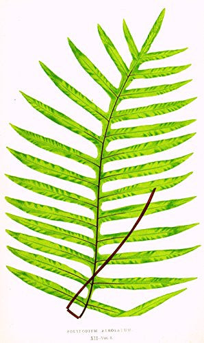 Lowe's Ferns - "POLYPODIUM AREOLATUM" Chromolithograph - 1856