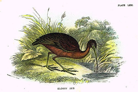 Lloyd's Natural History - "GLOSSY IBIS" - Pl. LXXI - Chromolithograph - 1896