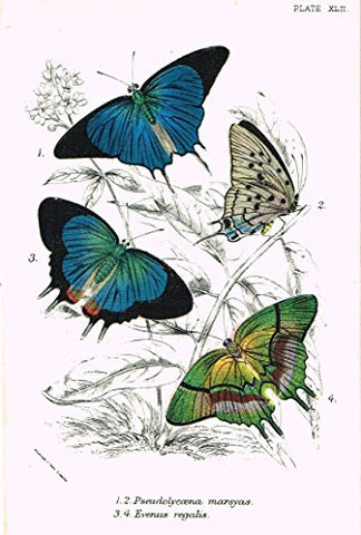 Kirby's Butterfies & Moths - "PSEUDOLYCOENA - Plate XLII" - Chromolithogrpah - 1896