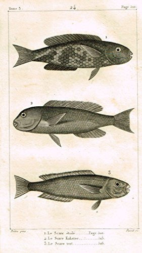 De Lacepede's L'Histoire Naturelle - LE SCARE - Copper Engraving - 1825