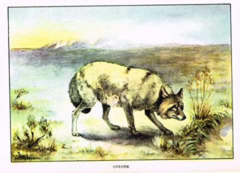 Seton's Northern Animals - COYOTE - Lithograph - 1909