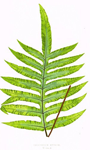 Lowe's Ferns - "POLYPODIUM AUREUM" Chromolithograph - 1856