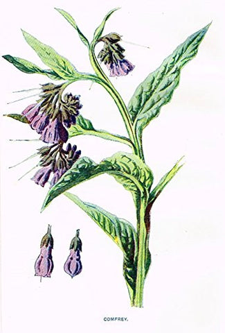 Hulme's Familiar Wild Flowers - "COMFREY" - Lithograph - 1902