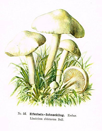 Schmalfub's Mushrooms - ELFENBEIN SCHNECKLING - Coloured Lithograph - 1897