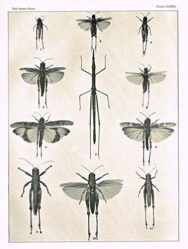 Howard's The Insect Book - GRASSHOPPERS & LOCUSTS - PLATE XXXVI - Lithograph - 1902