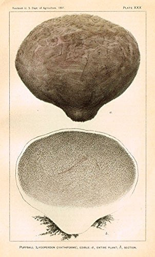U.S.D.A. Yearbook Mushrooms - "PUFFBALL - EDIBILE" - Lithograph - 1897