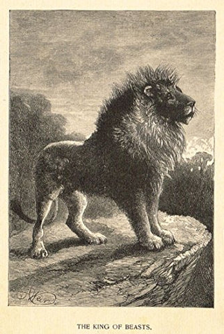 Roe's Illustrated Book of Animals - THE KING OF BEASTS - Woodcut - 1892