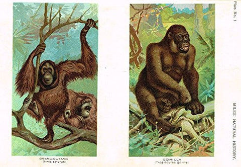 Miles's Natural History - "Gorilla & Orang-Outang" - Chromolithograph - 1895