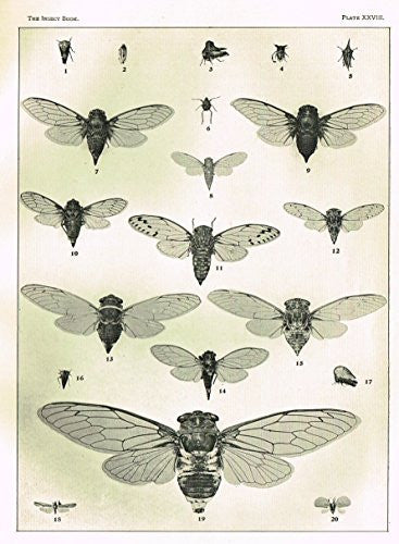Howard's The Insect Book - CICADAS & LEAF-HOPPERS - PLATE XXVIII - Lithograph - 1902