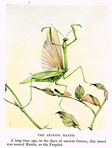 Fabre's Book of Insects - "THE PRAYING MANTIS" - Lithograph - c1923