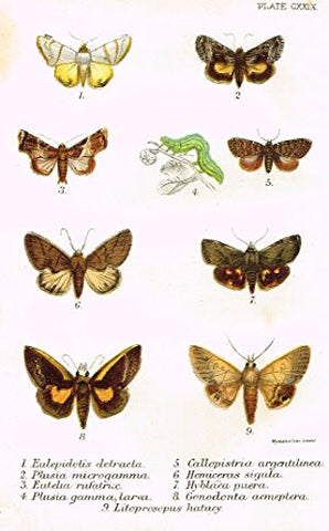 Kirby's Butterfies & Moths - "EULEPIDOTIS - Plate CXXIX" - Chromolithogrpah - 1896