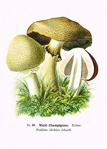 Schmalfub's Mushrooms - WALD CHAMPIGNON - Coloured Lithograph - 1897