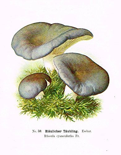 Schmalfub's Mushrooms - BLAULICHER TAUBLING - Coloured Lithograph - 1897