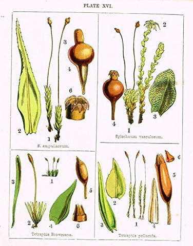 Stark's British Mosses - TETRAPHIS BROWNIANA - Chromolithograph - 1860