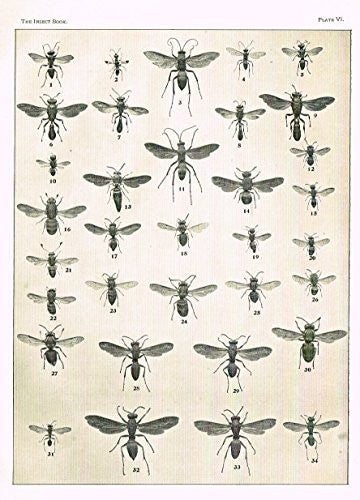 Howard's The Insect Book - WASPS - PLATE VI - Lithograph - 1902