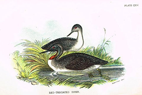 Lloyd's Natural History - "RED-THROATED DIVER" - Pl. CXIV - Chromolithograph - 1896