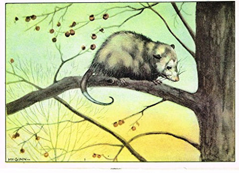 Seton's Northern Animals - "OPOSSUM" - Lithograph - 1909