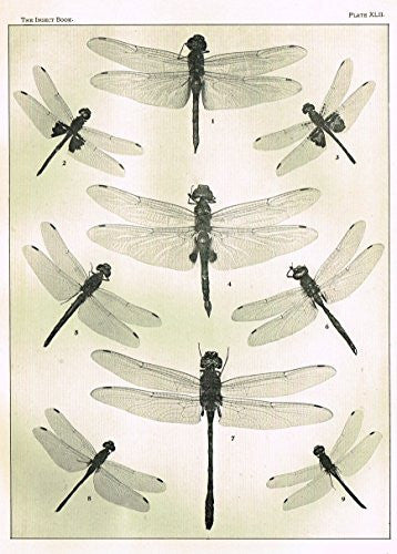 Howard's The Insect Book - "DRAGON FLIES- PLATE XLII" - Lithograph - 1902