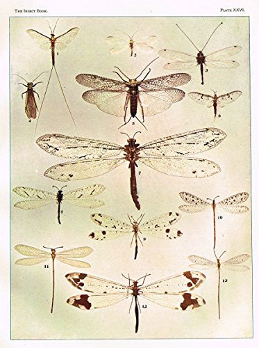 Howard's The Insect Book - NEUROPTEROID INSECTS - Lithograph - 1902