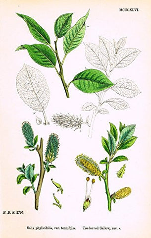Sowerby's English Botany - "TEA-LEAVED SALLOW VAR. v" - Hand-Colored Litho - 1873