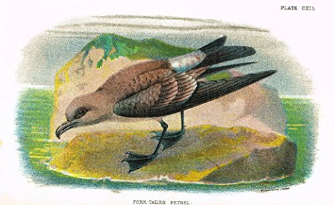 Lloyd's Natural History - "FORK-TAILED PETRAL" - Pl. CXIb - Chromolithograph - 1896