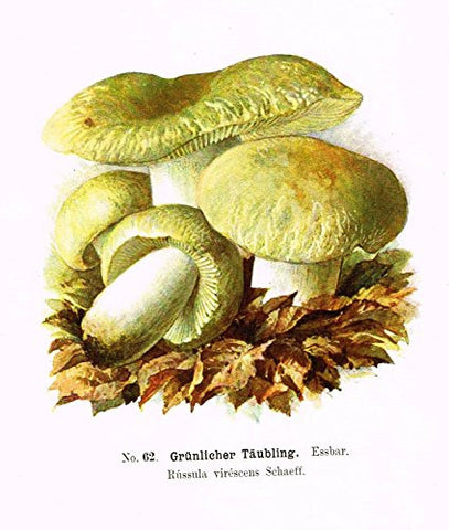 Schmalfub's Mushrooms - VERSCHIEDENBLATTRIGER TAUBLING - Coloured Lithograph - 1897