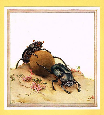 Detmold's Fabre's Book of Insects - "The Sacred Beetle" - Lithograph - 1921